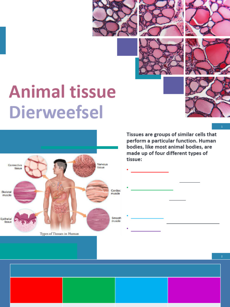 6 10 - LS - Term 2 - Animal Tissue - 250526 - 121221 | PDF | Epithelium ...