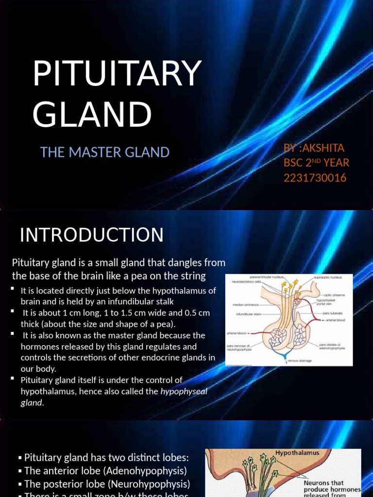 Understanding the Pituitary Gland Functions | PDF | Pituitary Gland ...