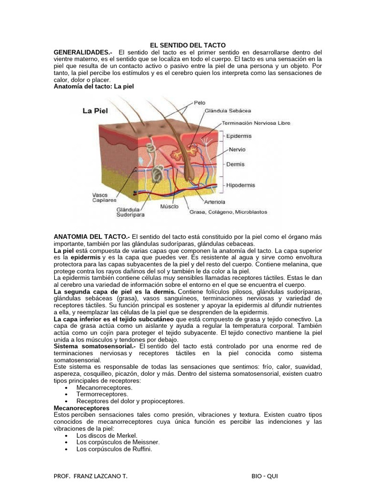 Anatomía y Función del Sentido del Tacto | PDF | Piel | Sistema ...