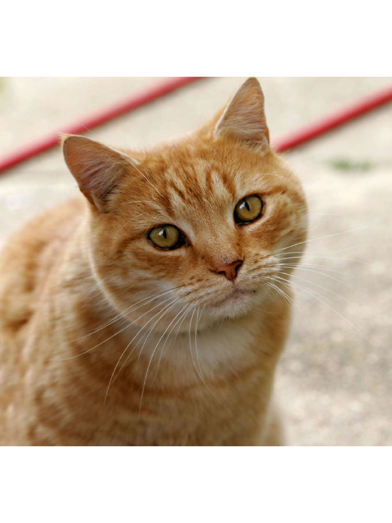 Cat 03 | PDF