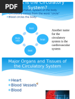 Overview of the Circulatory System | PDF | Blood Vessel | Heart