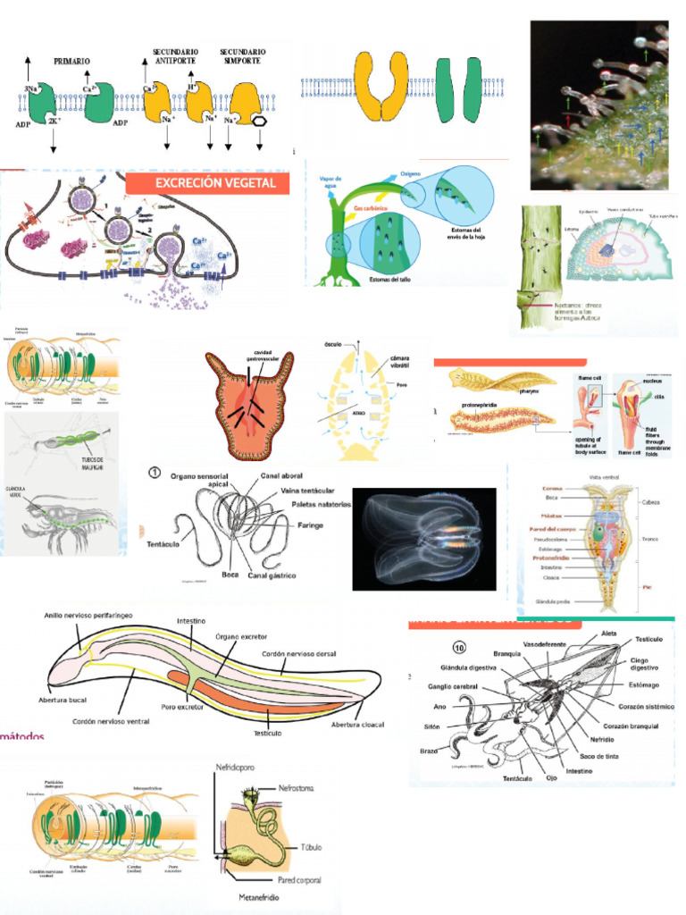 Biologiaaaa | PDF