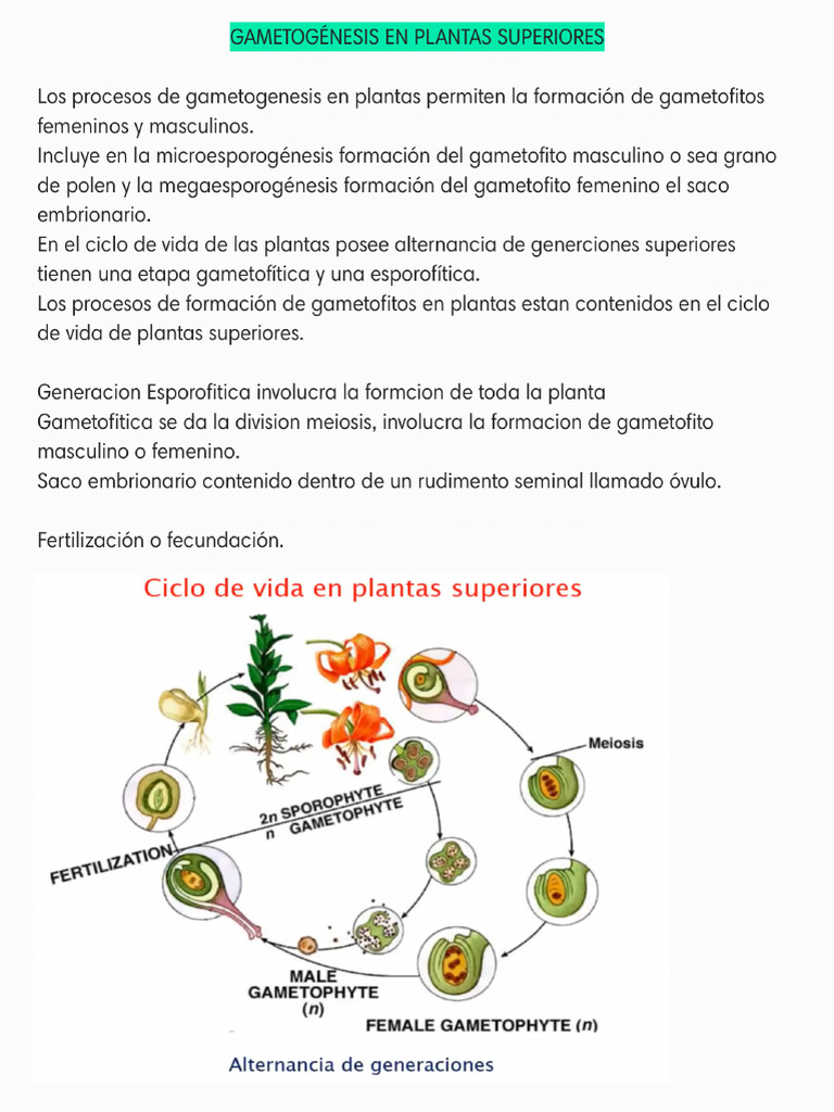 Capítulo 1 Gametogenésis en Plantas Superiores - 230601 - 090455 | PDF