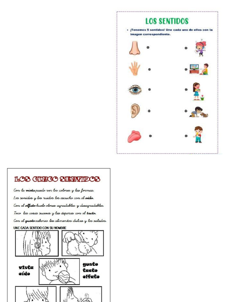 Ficha Ciencia Los Sentidos | PDF