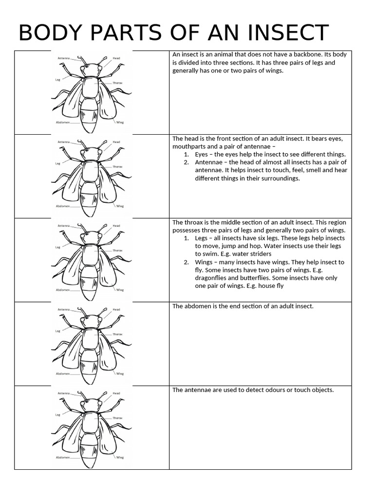 Body Parts of An Insect | PDF