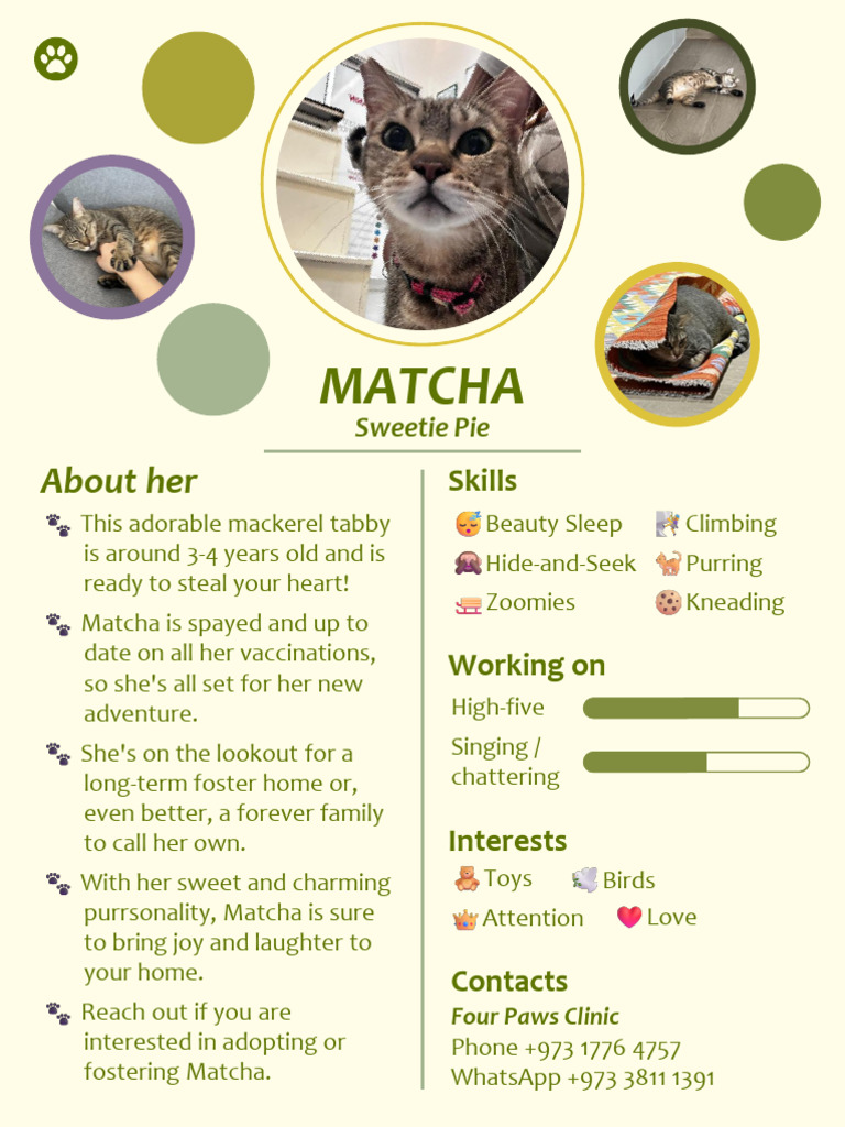 Matcha | PDF