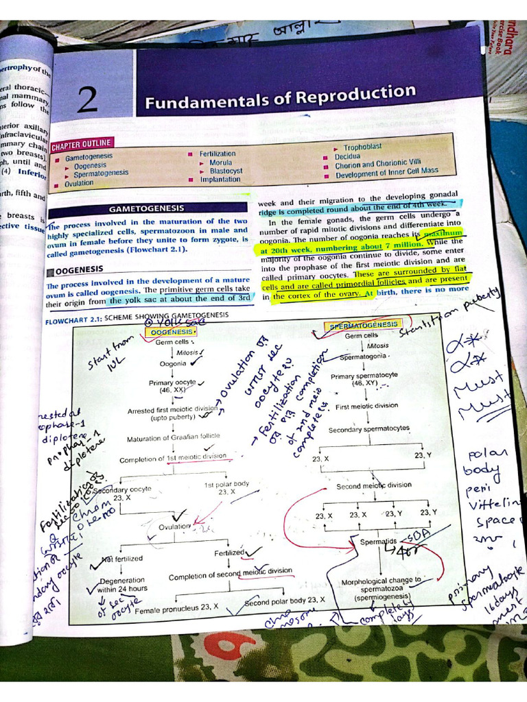 Obs 2 3 Gynae 3 4 28. | PDF