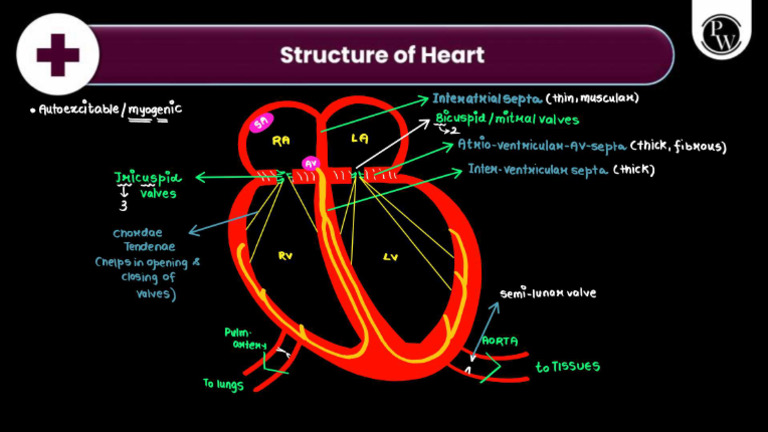 Heart Structure | PDF