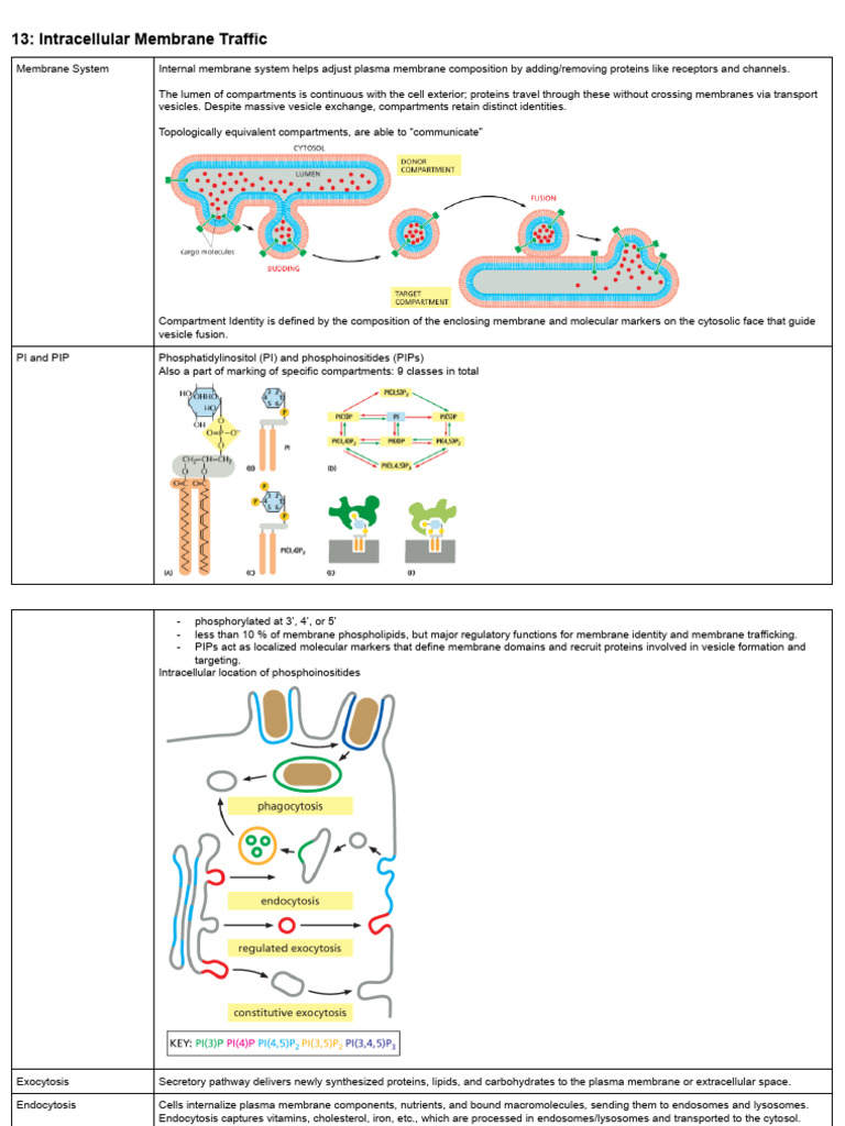 Membrane Traffic and Vesicle Dynamics | PDF | Vesicle (Biology And ...
