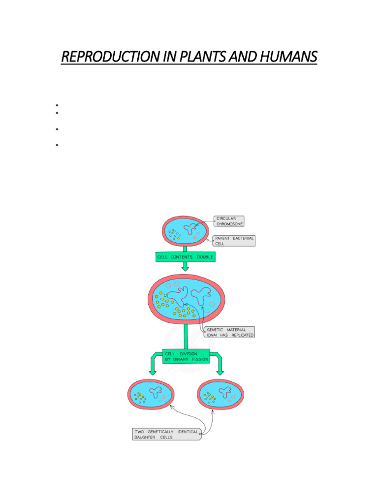 Plant and Human Reproduction Explained | PDF | Menstrual Cycle | Flowers