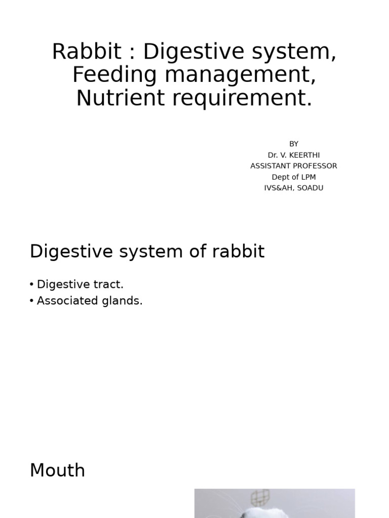 Rabbit Digestive System & Nutritional Needs | PDF | Gastrointestinal ...