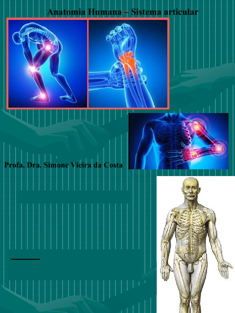 Anatomia do Sistema Articular | PDF | Crânio | Anatomia dos primatas