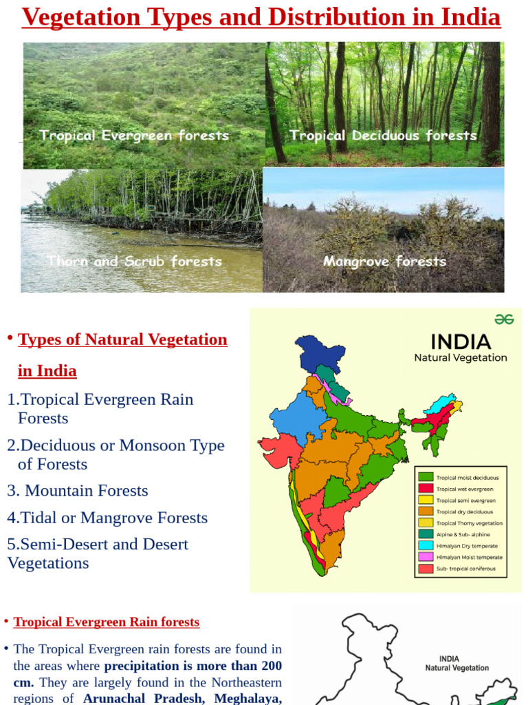 Vegetation Types in India Explained | PDF | Forests | Trees