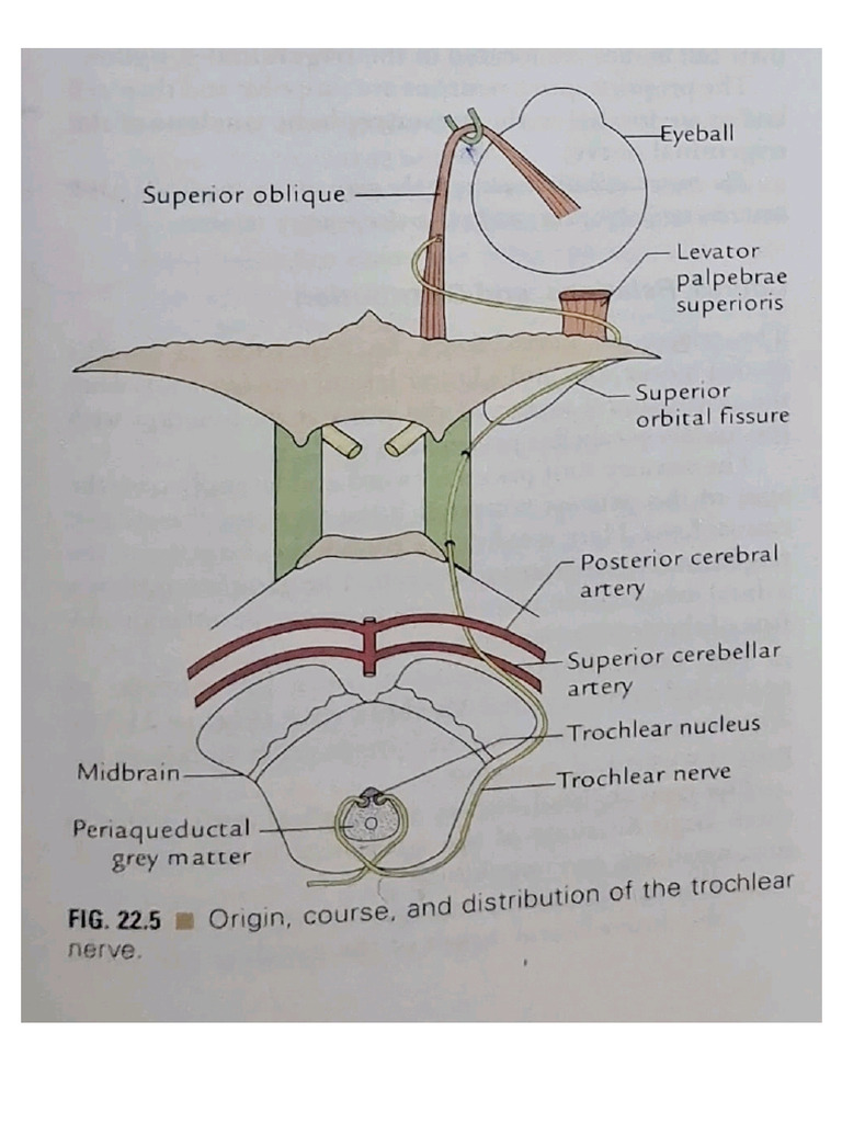 Trochlear Nerve (Page No 260) | PDF