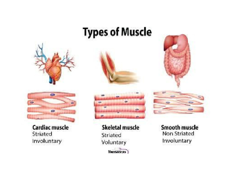 Types of Muscle | PDF