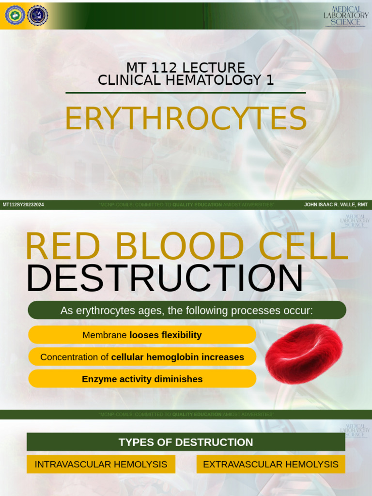 Erythrocyte Destruction and Hemoglobin Analysis | PDF | Hemoglobin ...