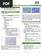 MSU Test Results Explained: Infection Guide | PDF | Infection | White ...