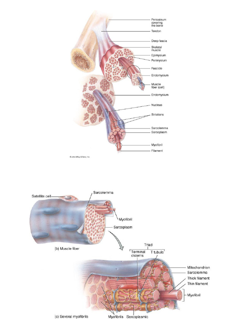 Fascia S | PDF