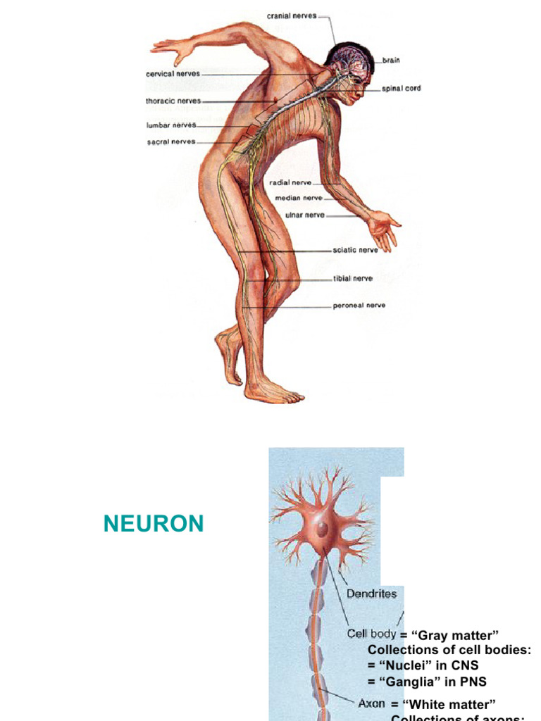 Overview of the Nervous System Structure | PDF | Central Nervous System ...