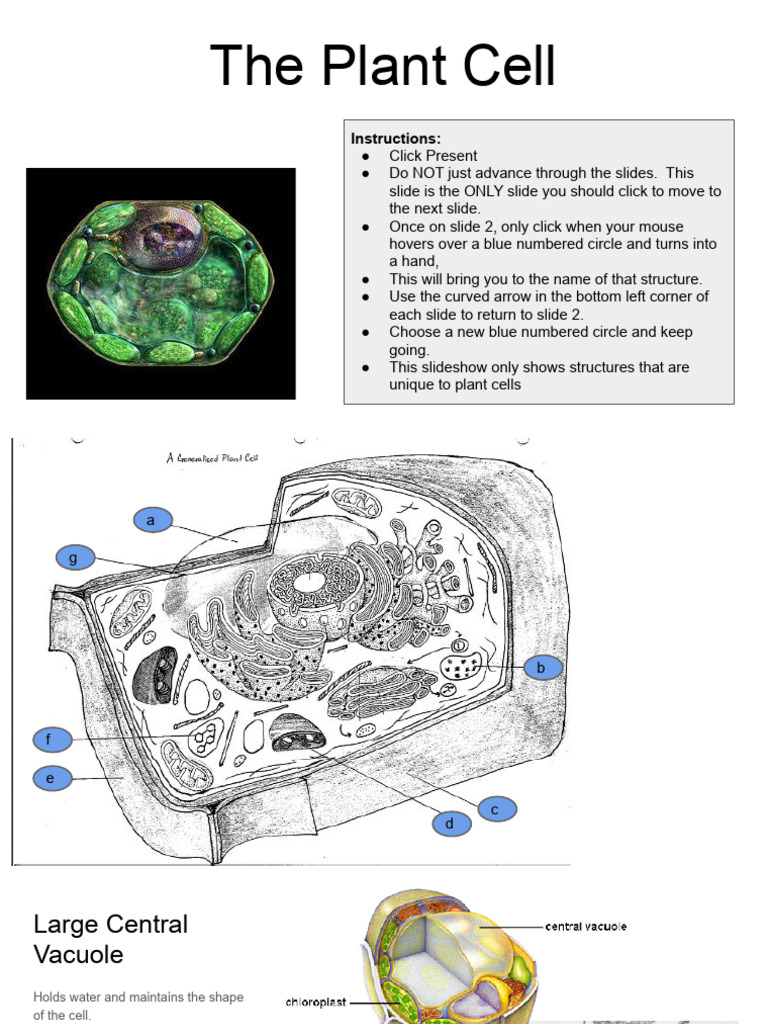 The Plant Cell For 2D | PDF