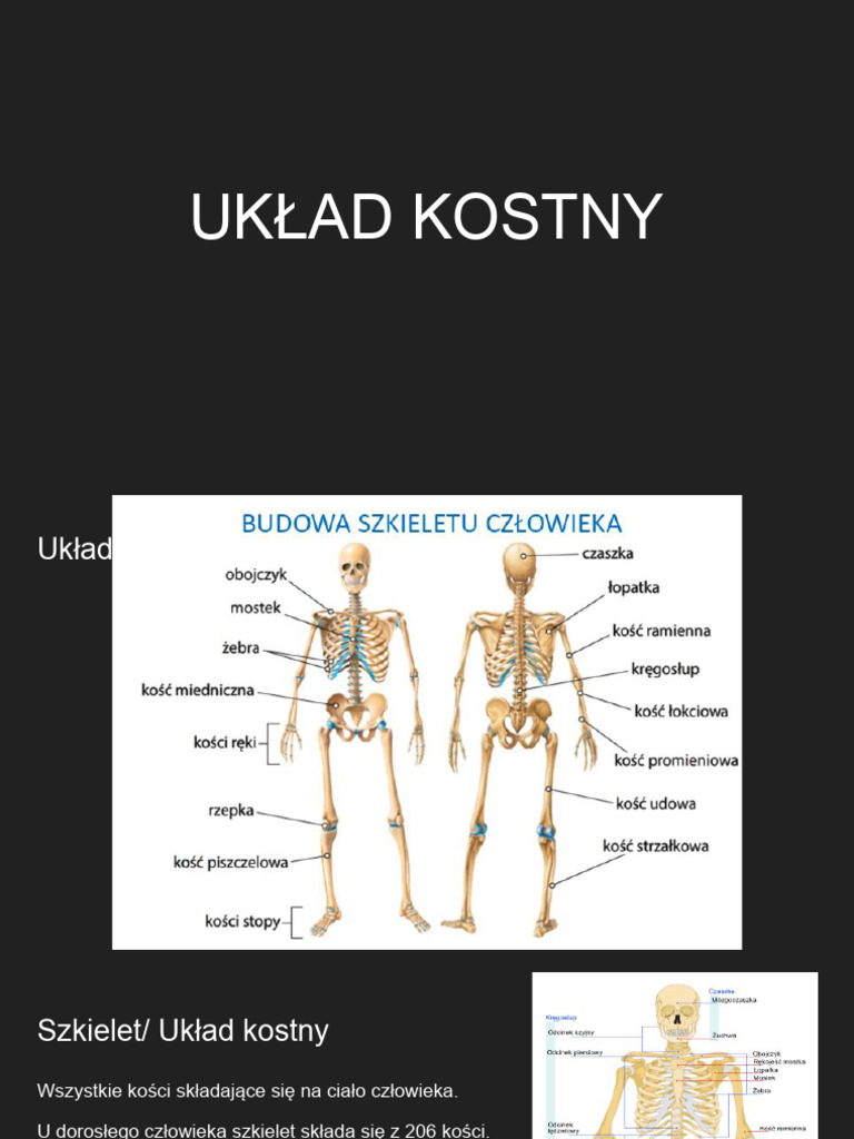 Układ Kostny | PDF