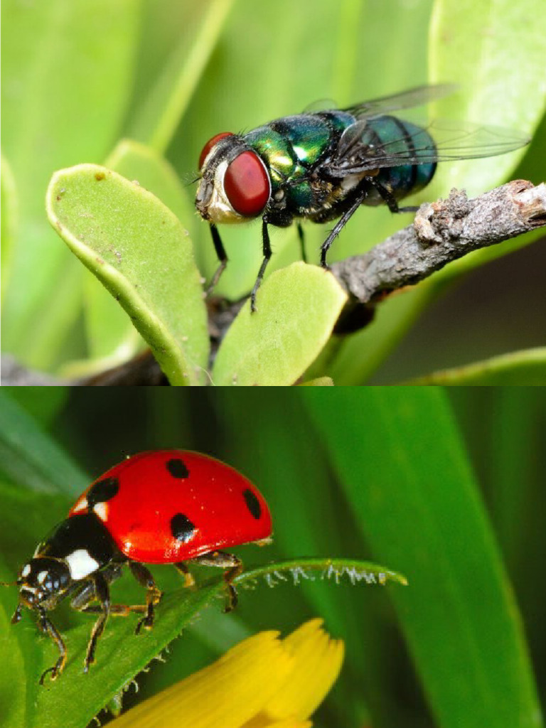 Insecto S | PDF