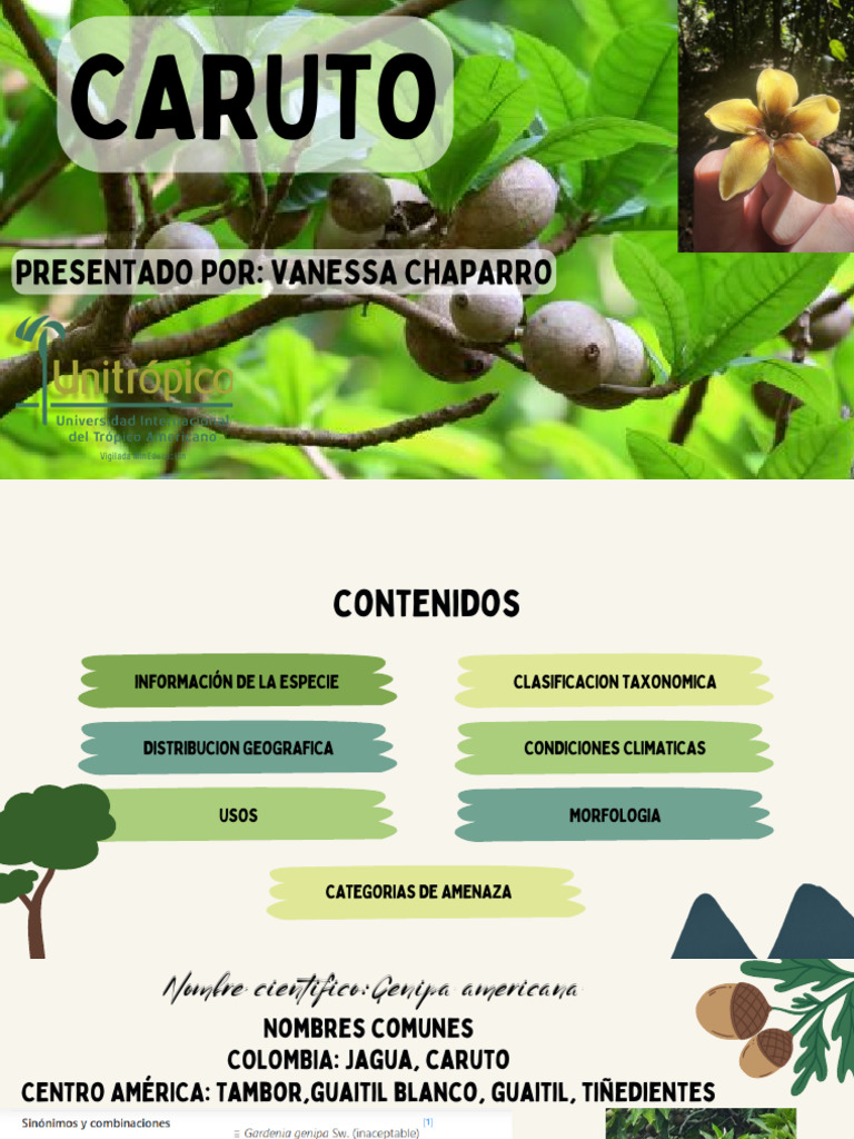 Especificaciones del Caruto (Genipa americana) | PDF | Américas