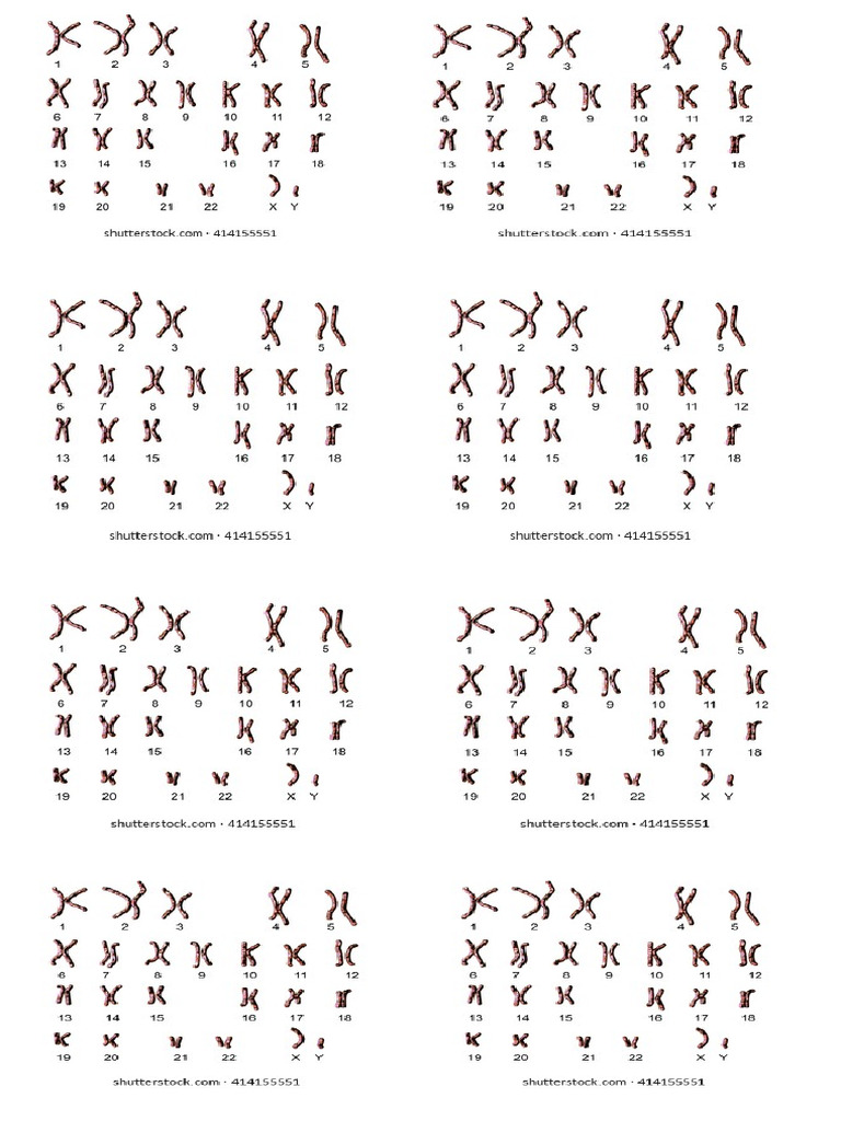 Le Caryotype Humain | PDF