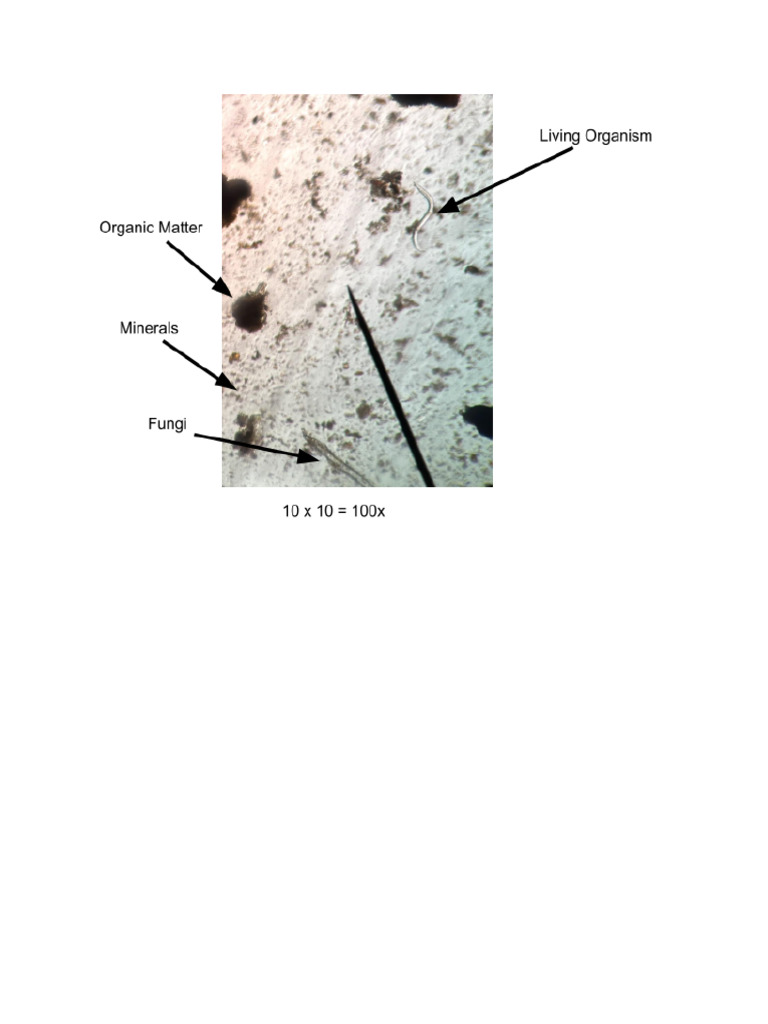 Dirt Microscope Picture | PDF
