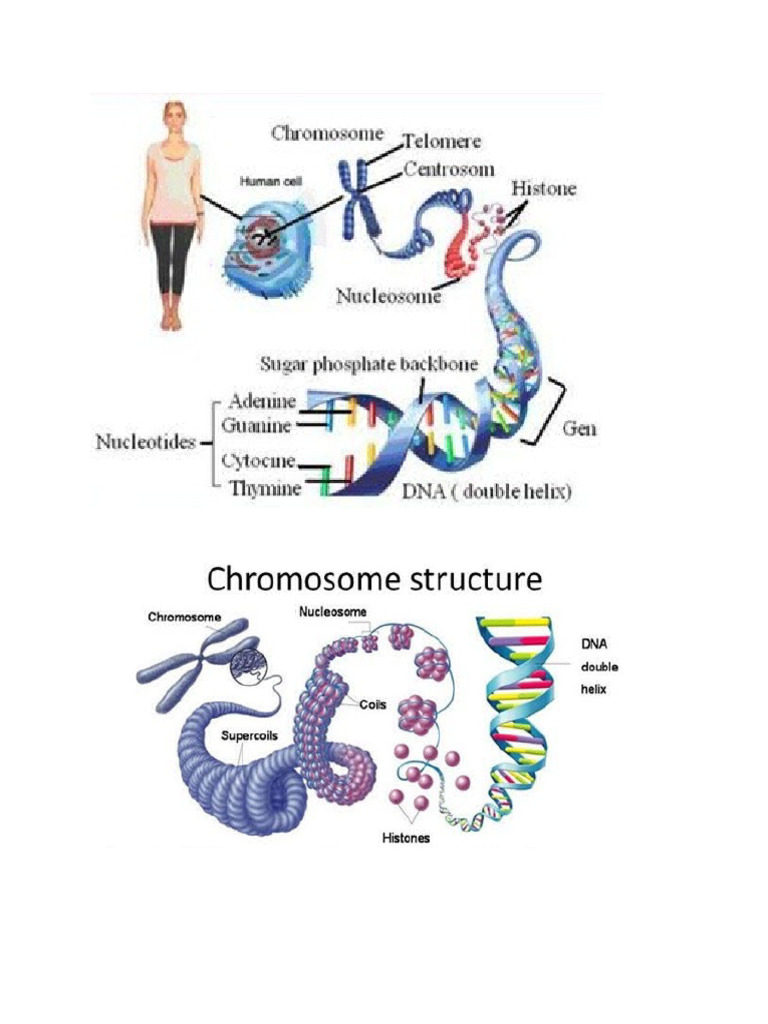 Gambar Materi Genetik | PDF