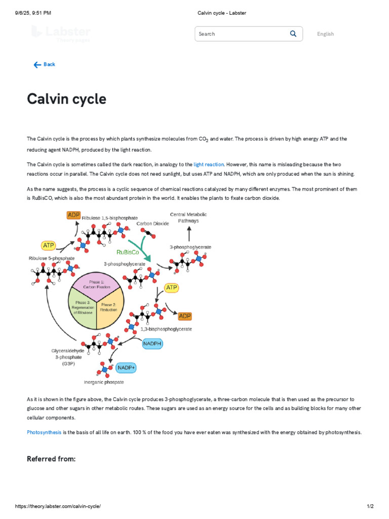 Understanding the Calvin Cycle Process | PDF