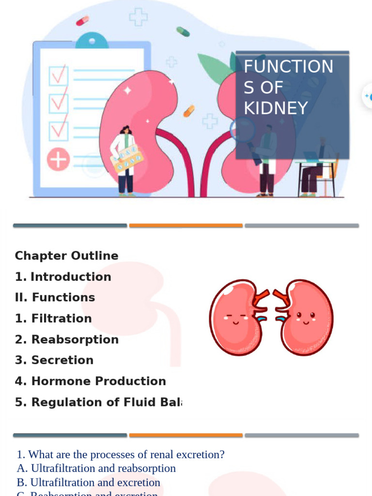 Functions of Kidney | PDF | Kidney | Urinary System