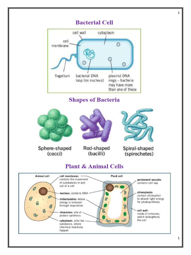 Term 1 Biology Diagrams Pdf
