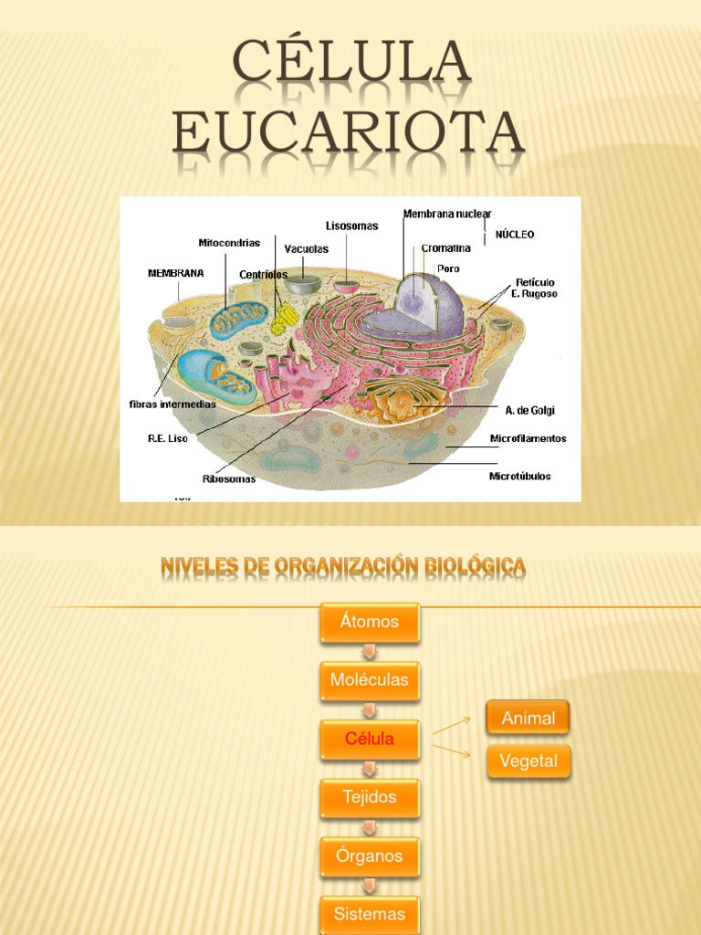 Estructura y Función de Células Eucariotas | PDF | Citoplasma ...