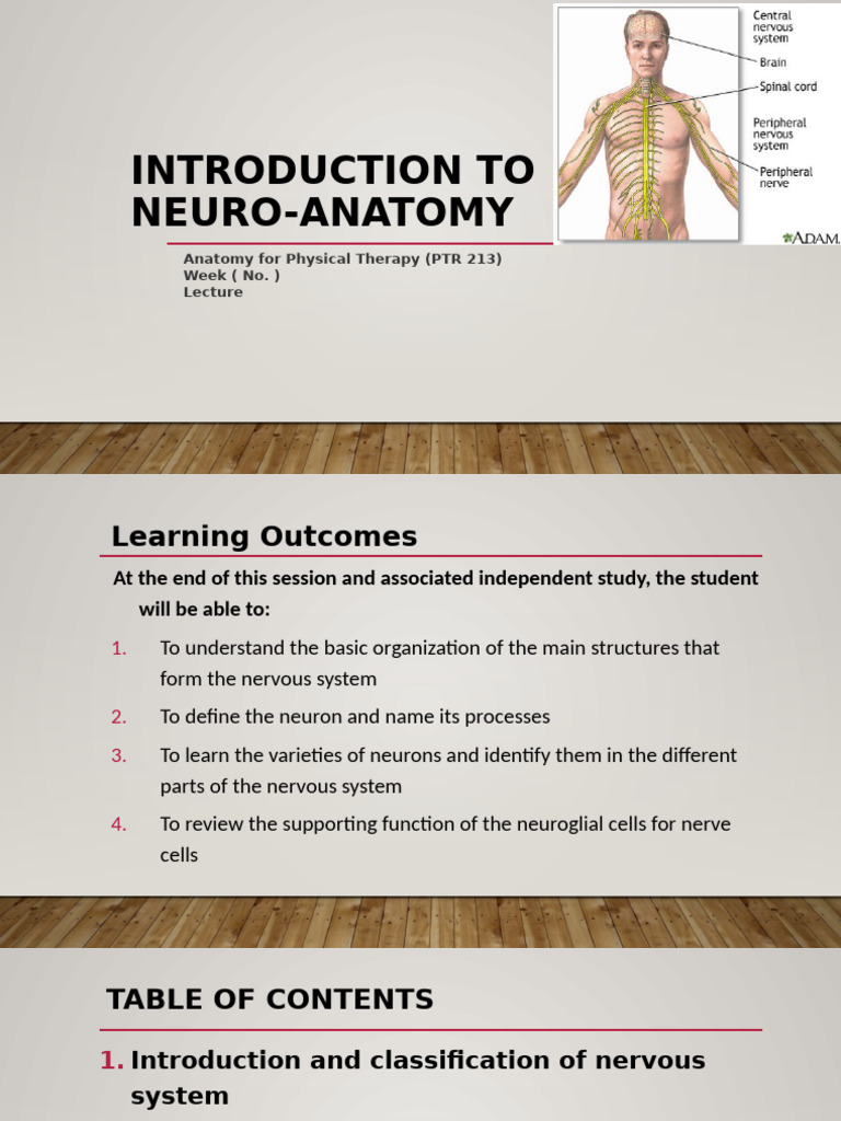 Introduction to Neuro-Anatomy Basics | PDF | Nervous System | Axon