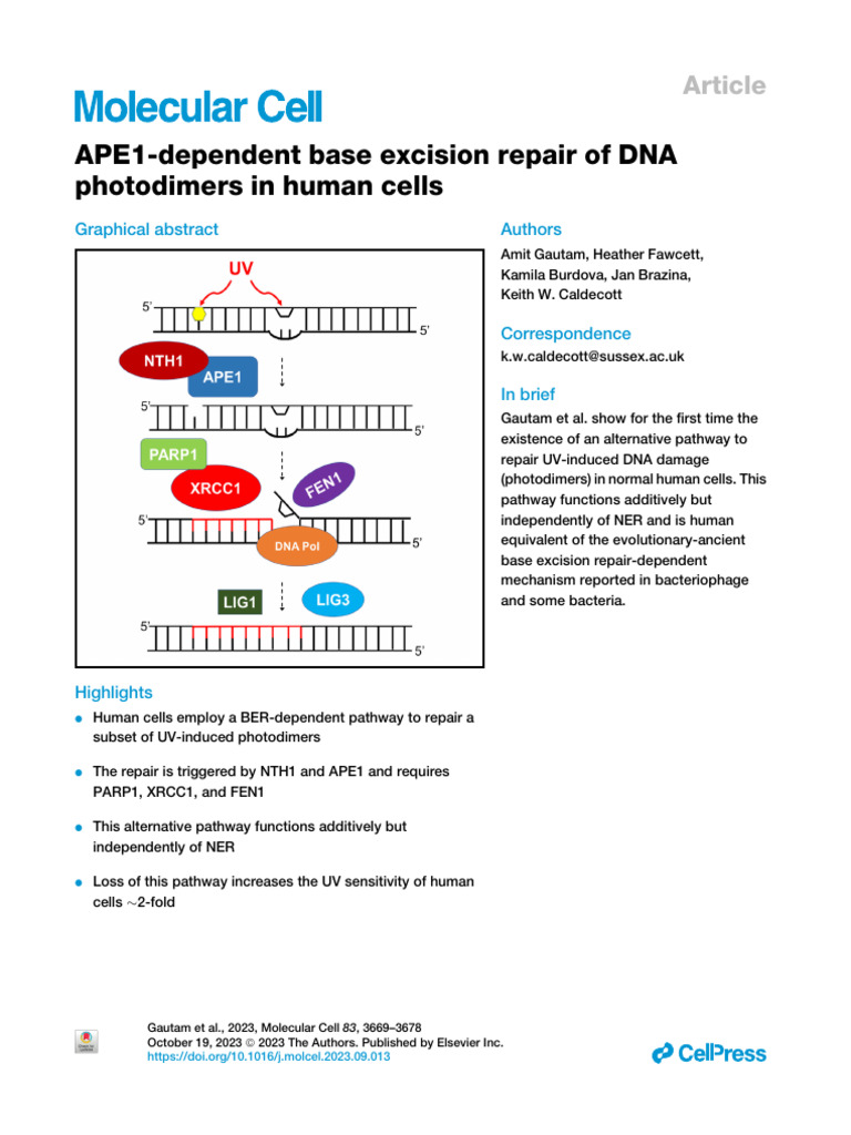 APE1 Dependent Base Excision Repair of DNA Photodi | PDF | Dna Repair ...