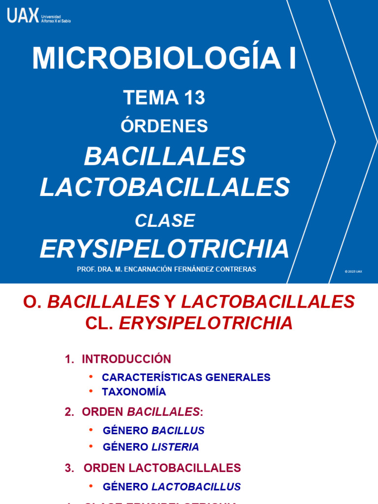 Bacilos y Lactobacilos en Microbiología | PDF | Bacilo | Ántrax