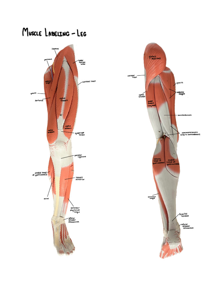 Lower Limb Muscle Labeling Guide | PDF | Human Leg | Musculoskeletal System