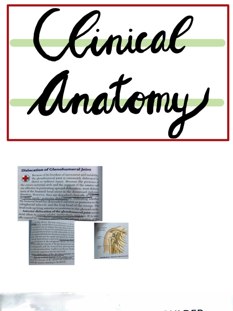 Clinical Anatomy | PDF | Musculoskeletal System | Human Anatomy