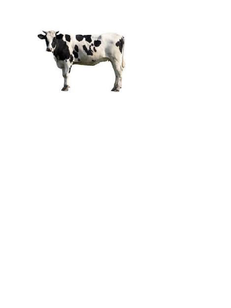 Cow | PDF