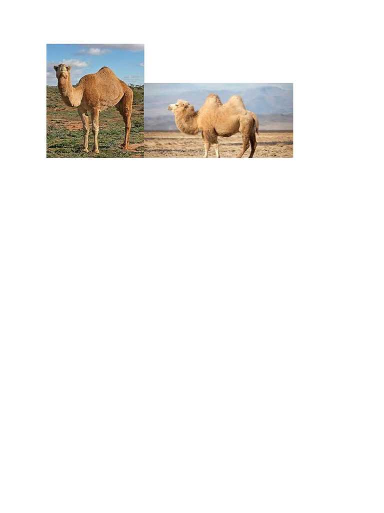 Camel | PDF
