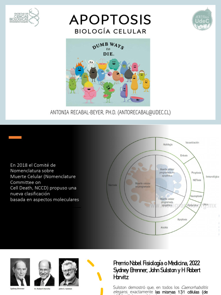 Clase Apoptosis Agronomía | PDF | Bcl 2 | Apoptosis