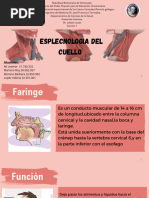 Anatomía de la Laringe y Tráquea | PDF | Laringe | Esófago