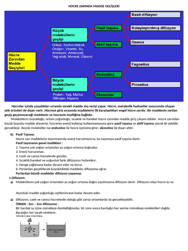 Hücre Zarinda Madde Geçi̇şleri̇ | PDF