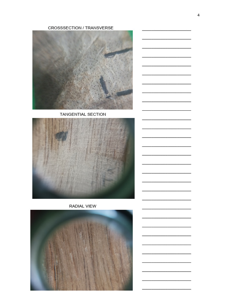 Radial and Tangential Section Views | PDF