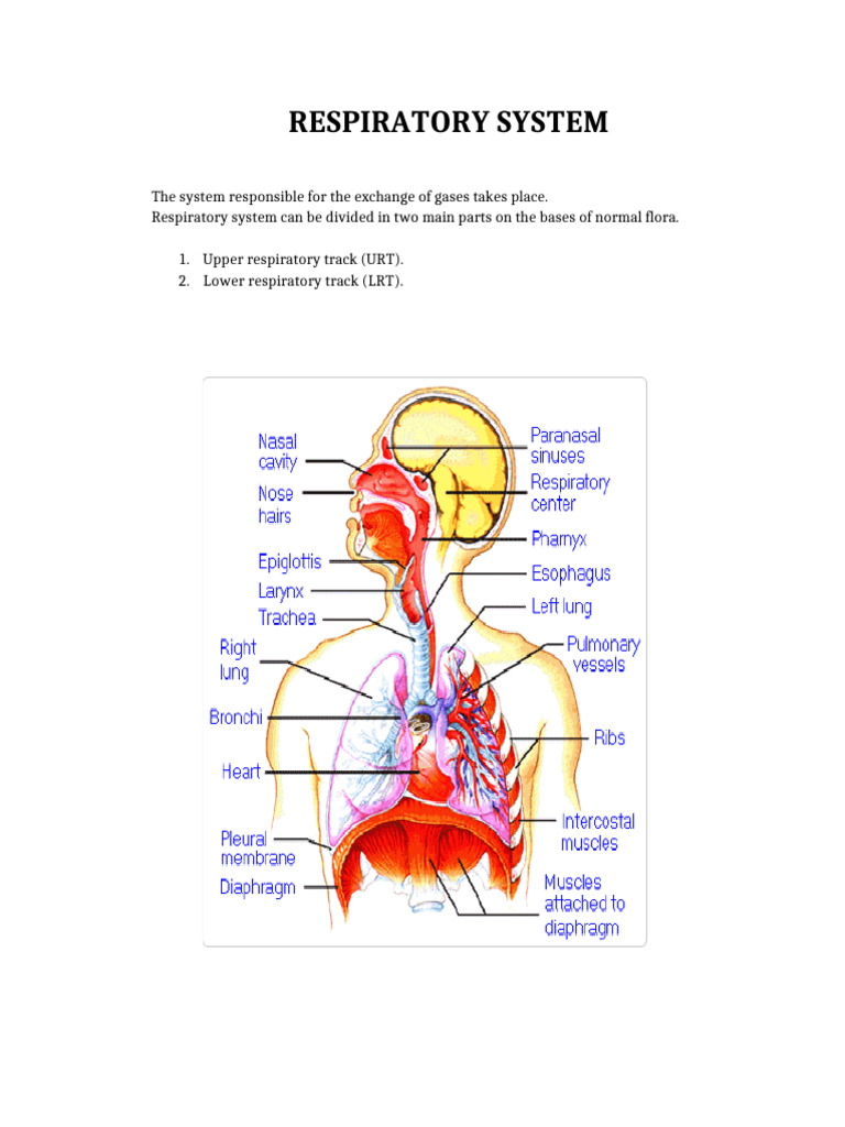 Overview of the Respiratory System | PDF