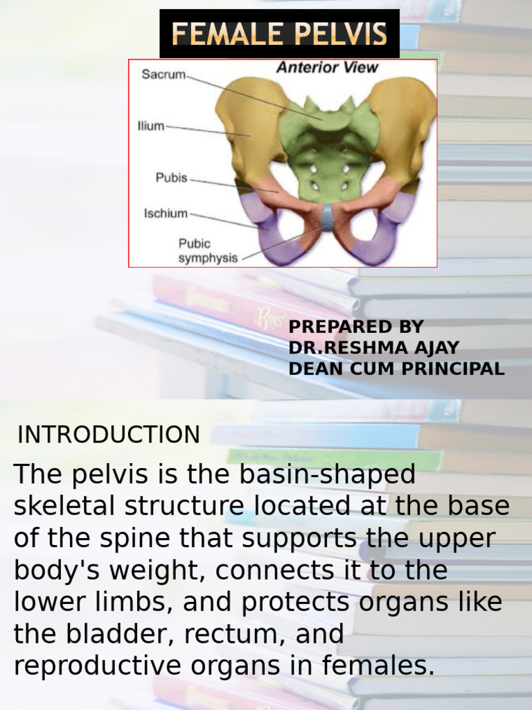 Anatomy and Functions of the Pelvis | PDF | Pelvis | Skeletal System