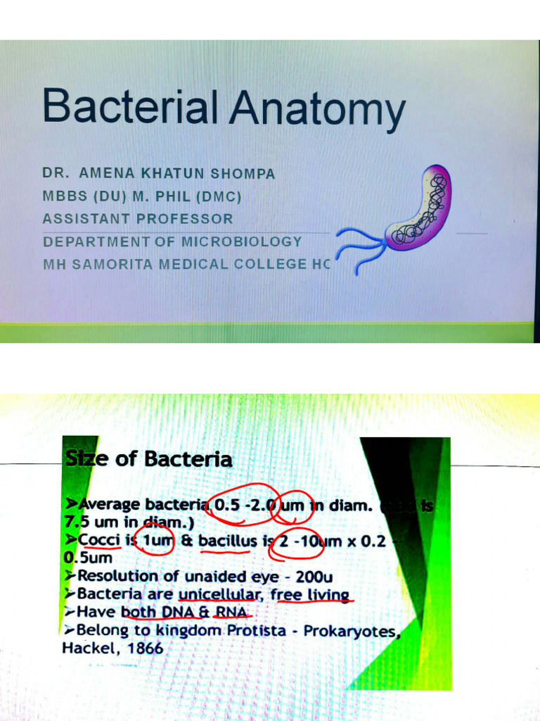 Bacterial Anatomy | PDF