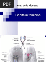 Genitalia Feminina
