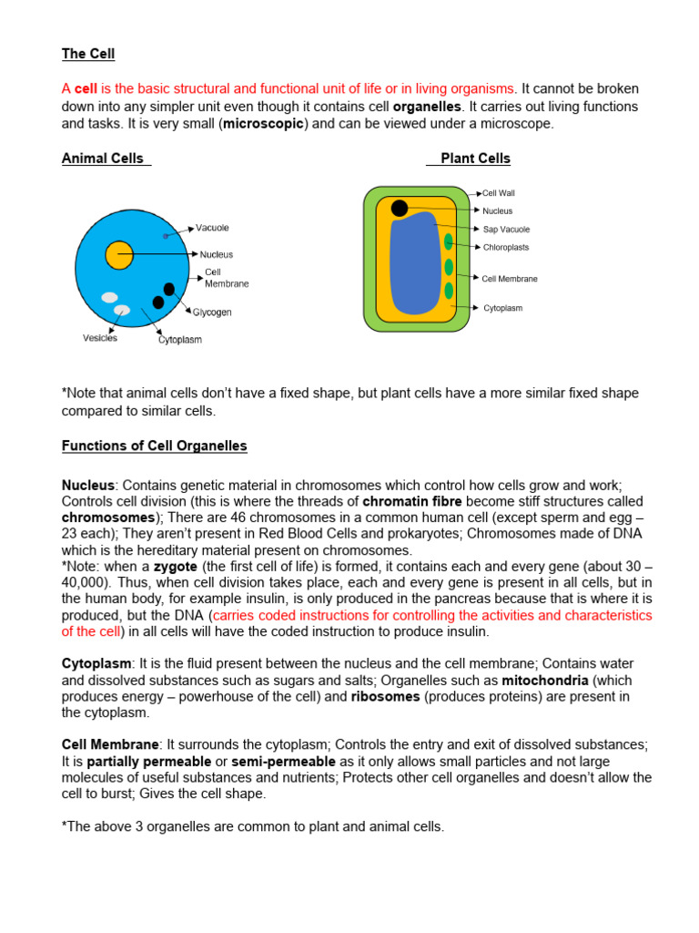 Understanding Cell Structure and Functions | PDF | Cell (Biology) | Vacuole